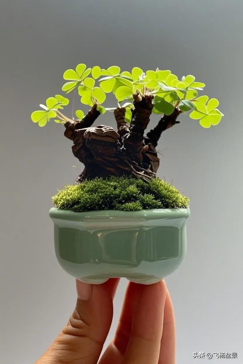 Oxalis bonsai in Xi'an (1)