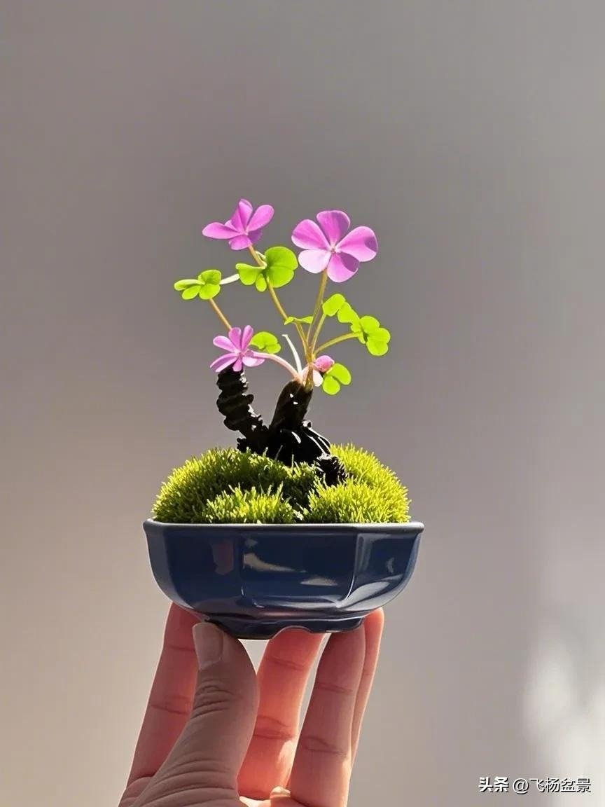 Oxalis bonsai in Xi'an (2)