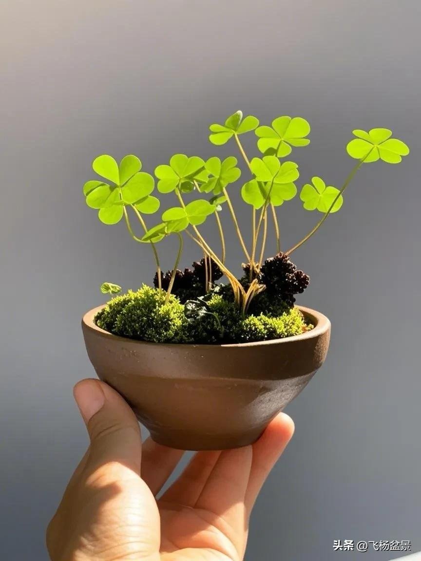 Oxalis bonsai in Xi'an (3)