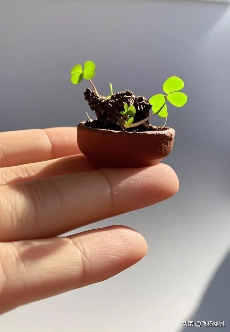 Oxalis bonsai in Xi'an (4)