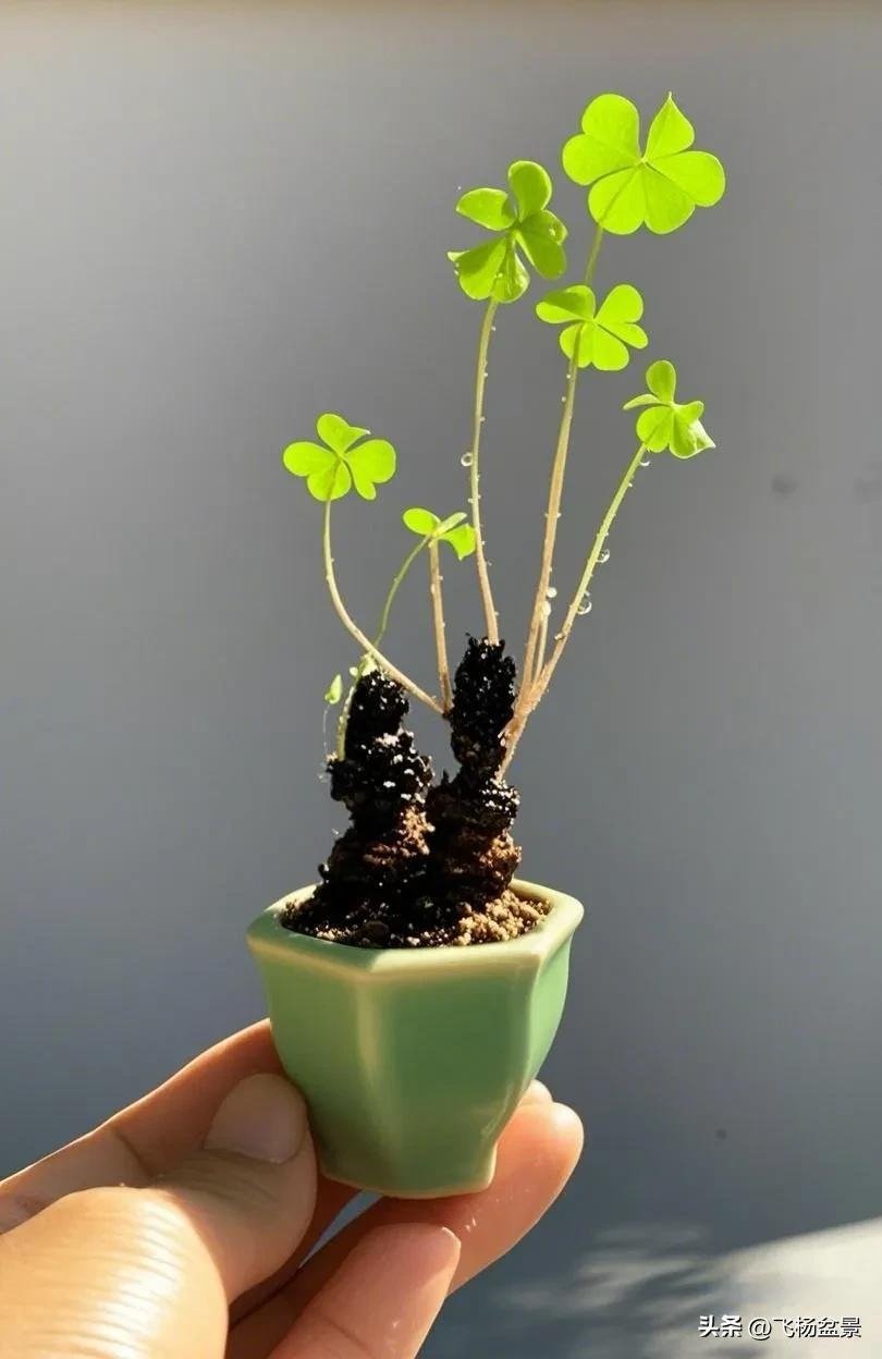 Oxalis bonsai in Xi'an (5)