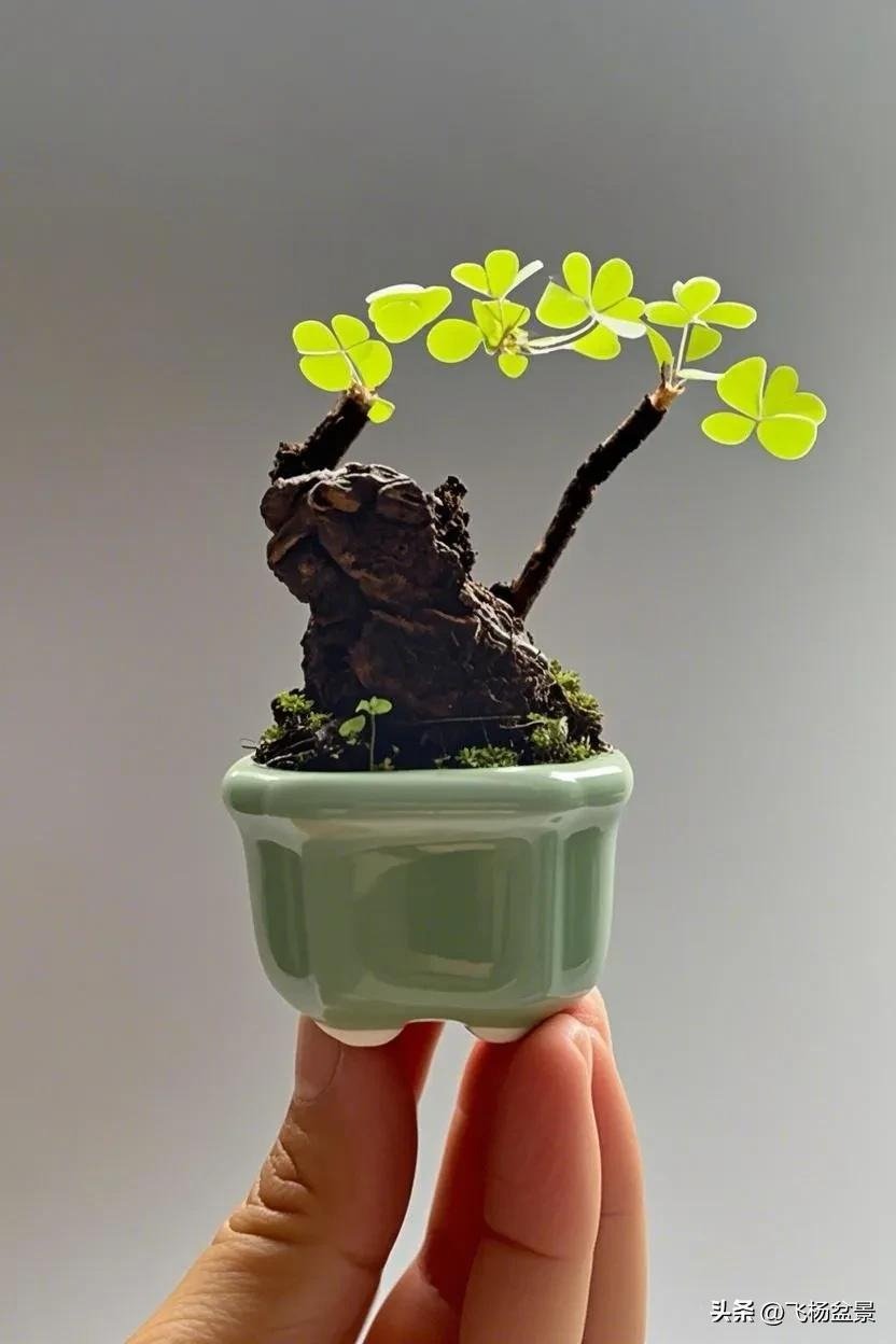 Oxalis bonsai in Xi'an (6)