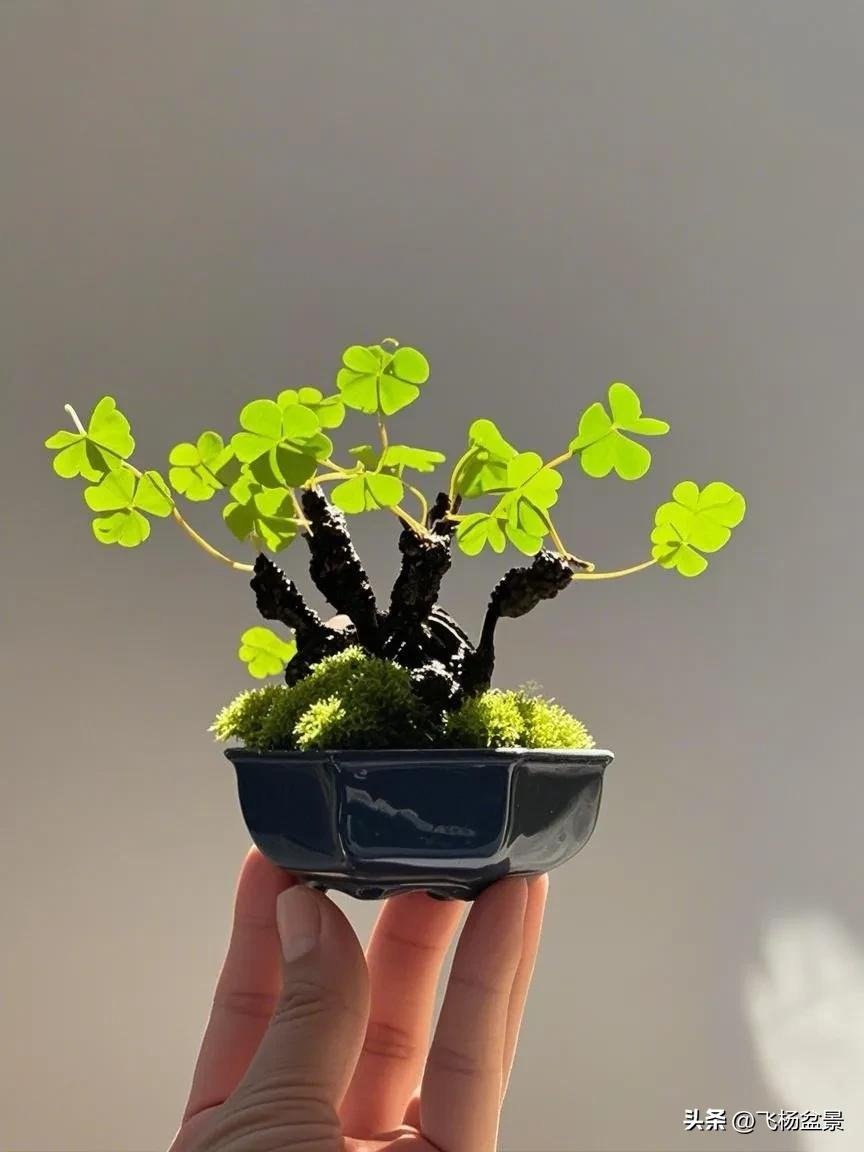 Oxalis bonsai in Xi'an (7)