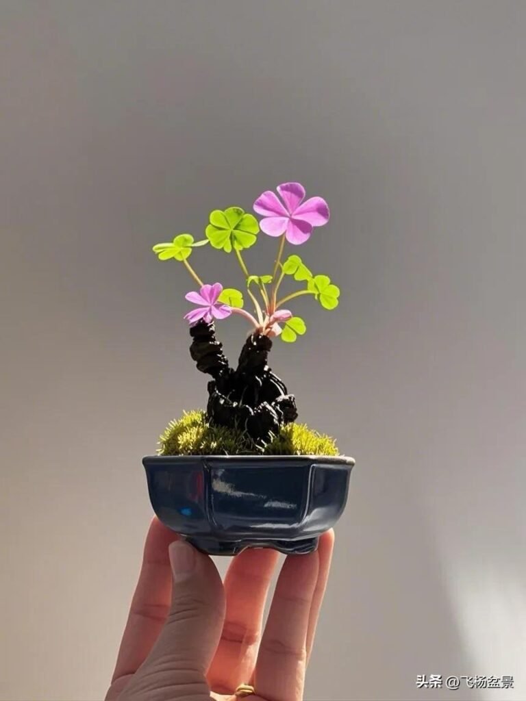 Oxalis bonsai in Xi’an (8)