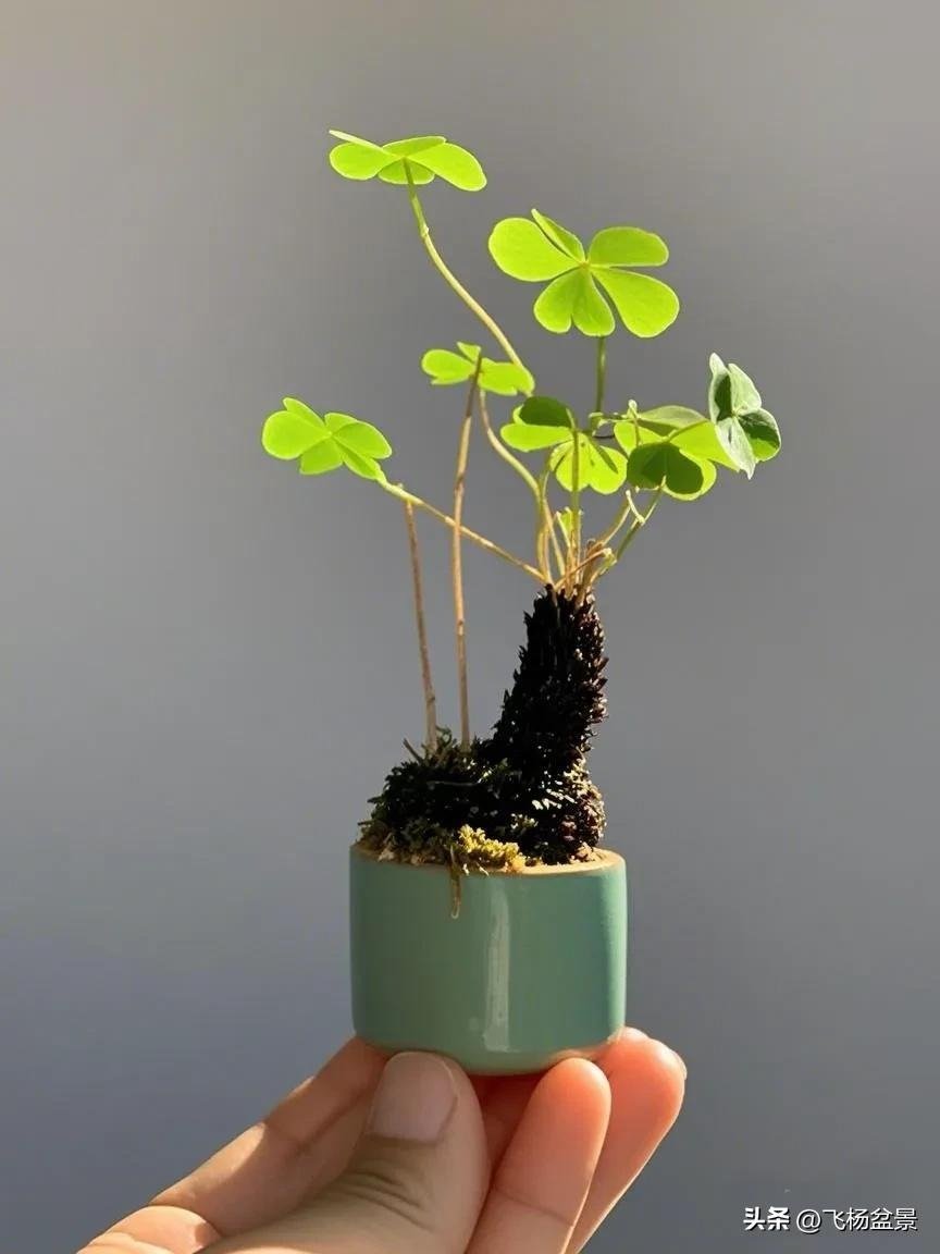 Oxalis bonsai in Xi'an (9)