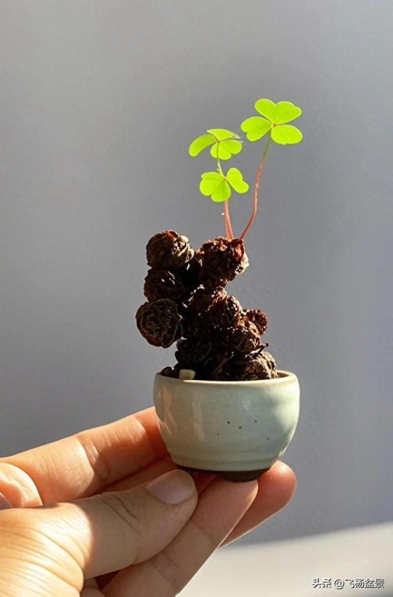 Oxalis bonsai in Xi'an