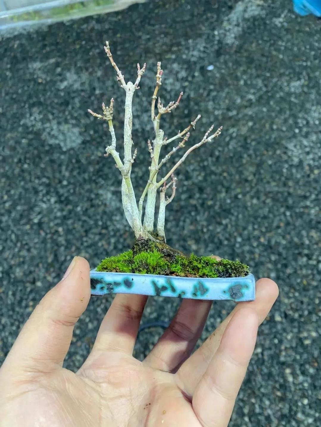 Xi'an Bonsai World (1)