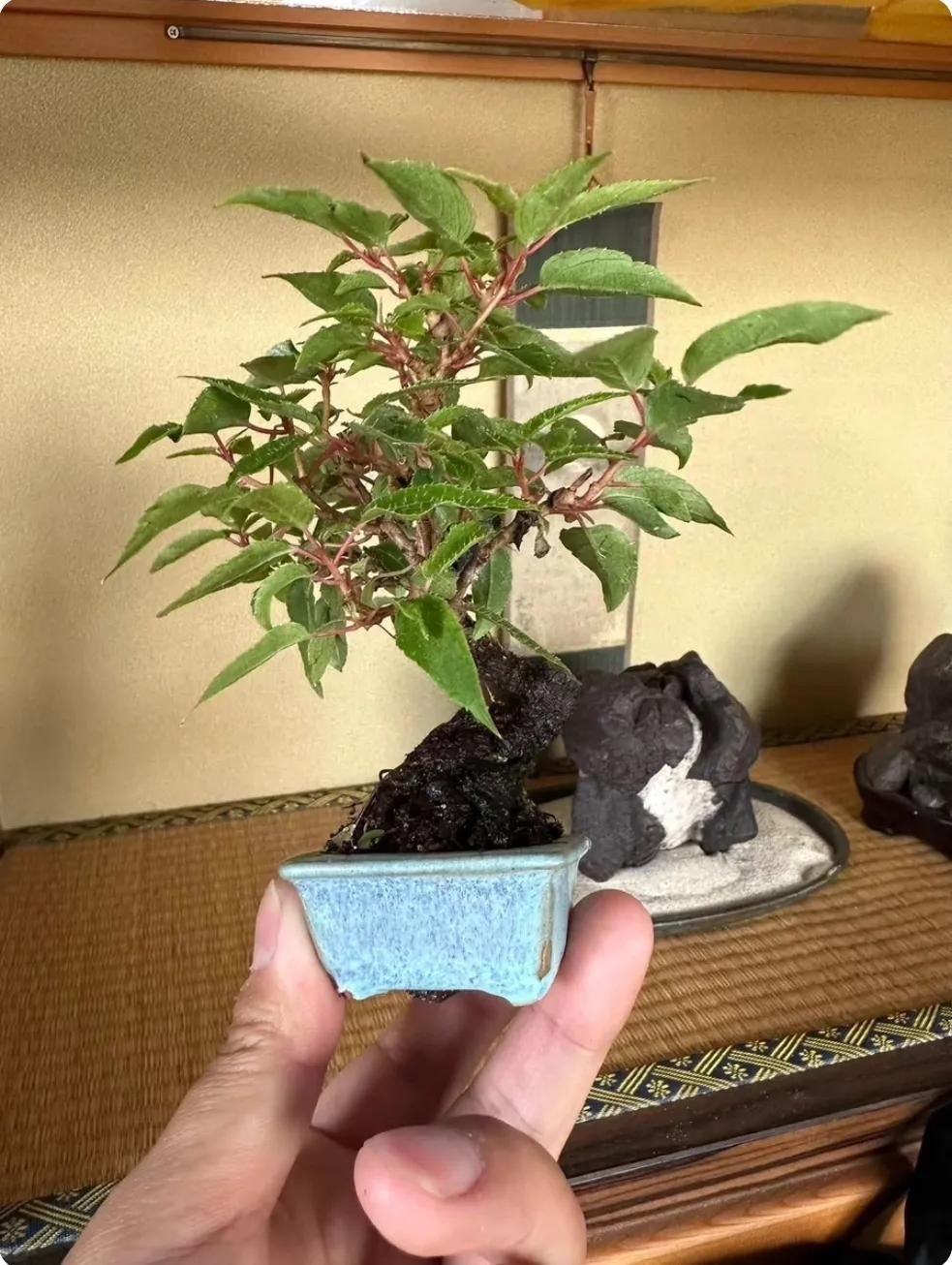 Xi'an Bonsai World (10)