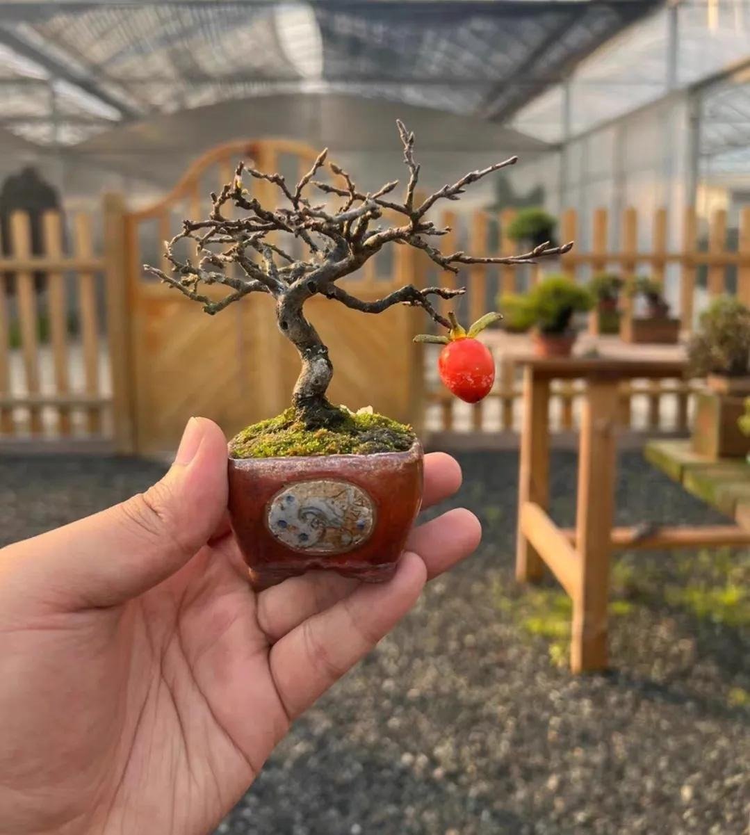 Xi'an Bonsai World (11)