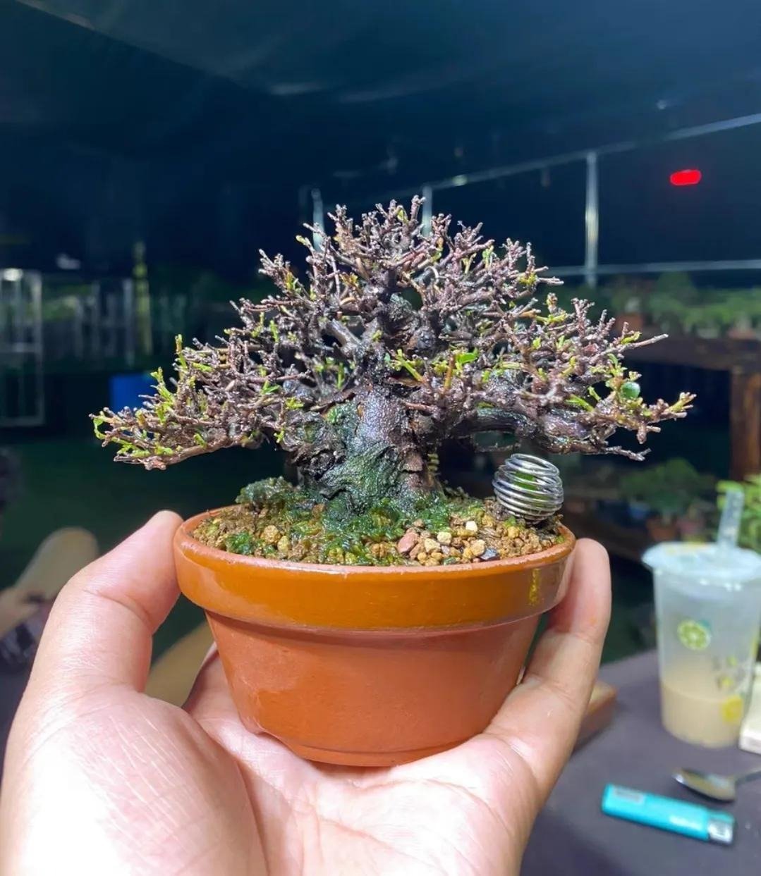 Xi'an Bonsai World (3)