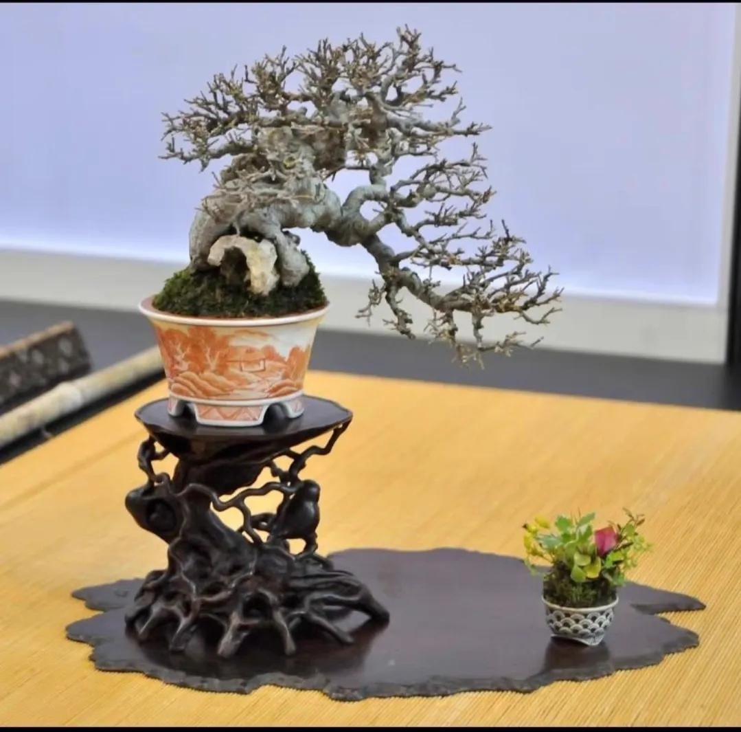 Xi'an Bonsai World (4)