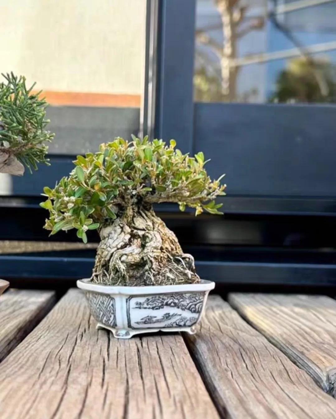 Xi'an Bonsai World (5)