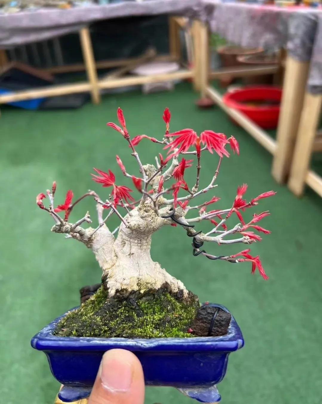 Xi'an Bonsai World (6)
