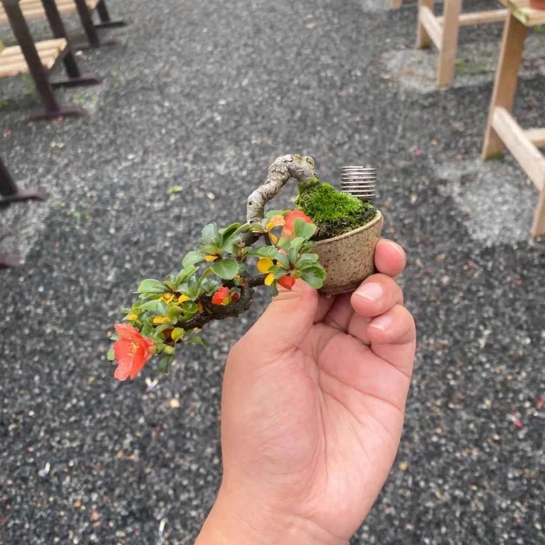 Xi'an Bonsai World