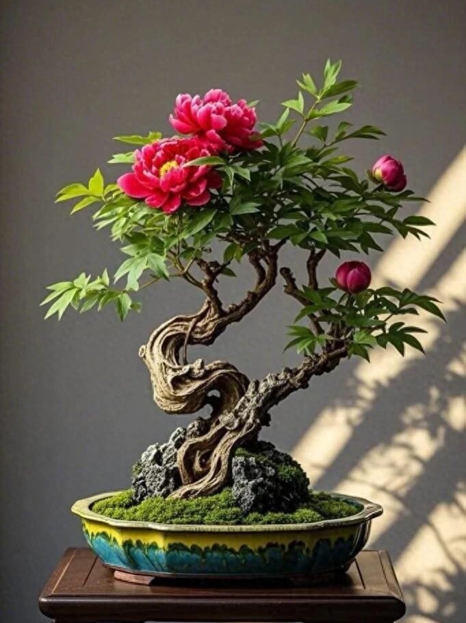 Xi'an's peony bonsai