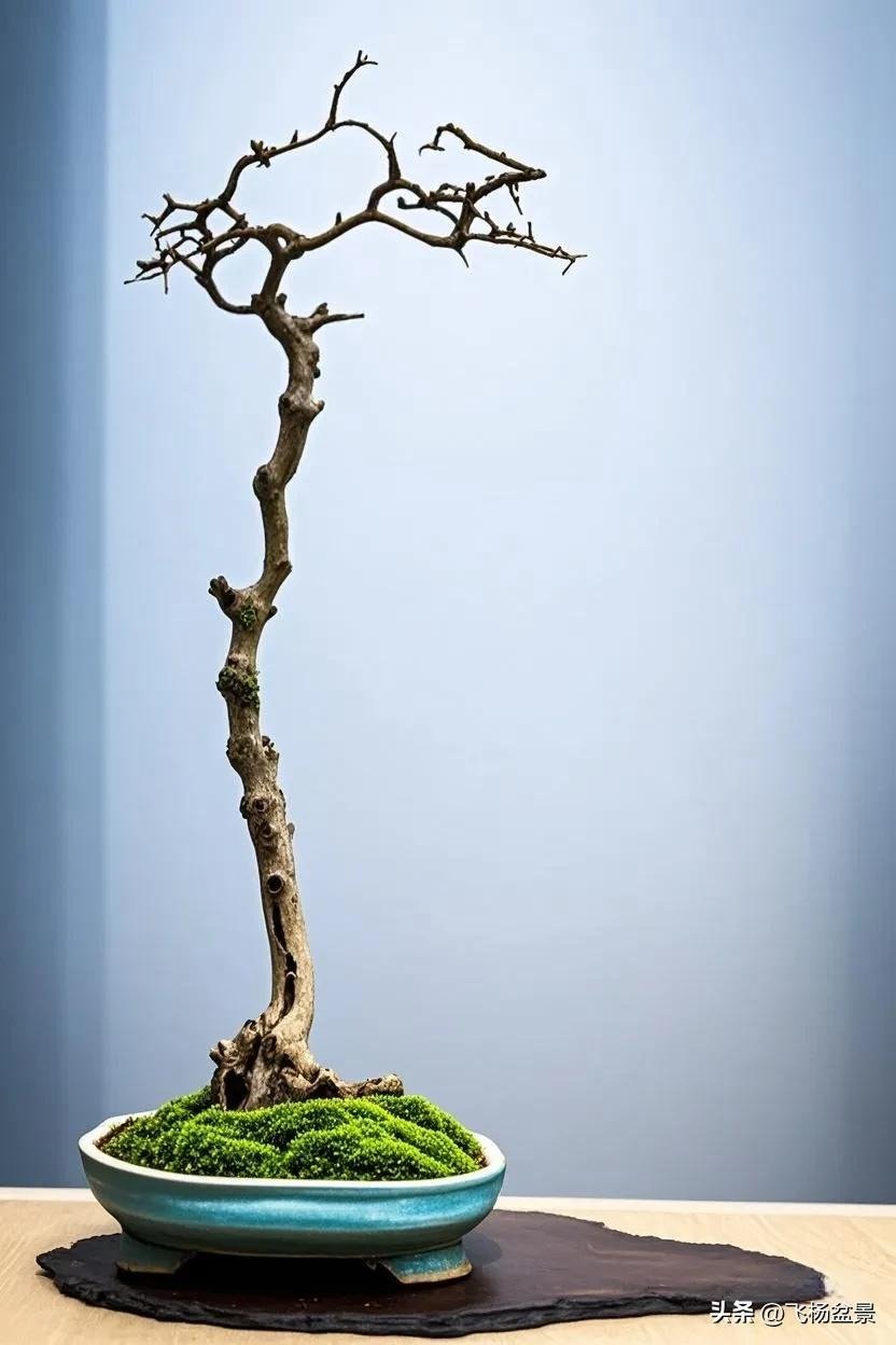 beautiful Xi'an bonsai (3)