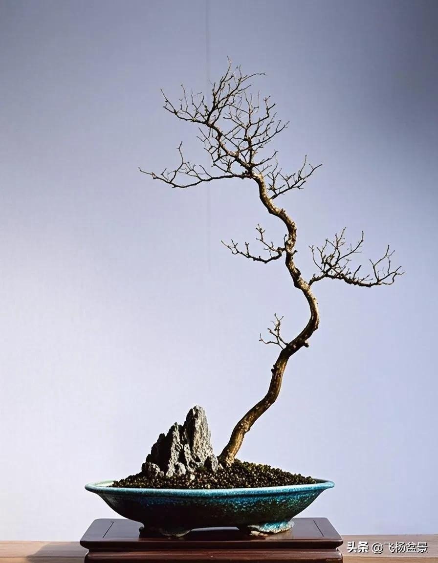 beautiful Xi'an bonsai (6)