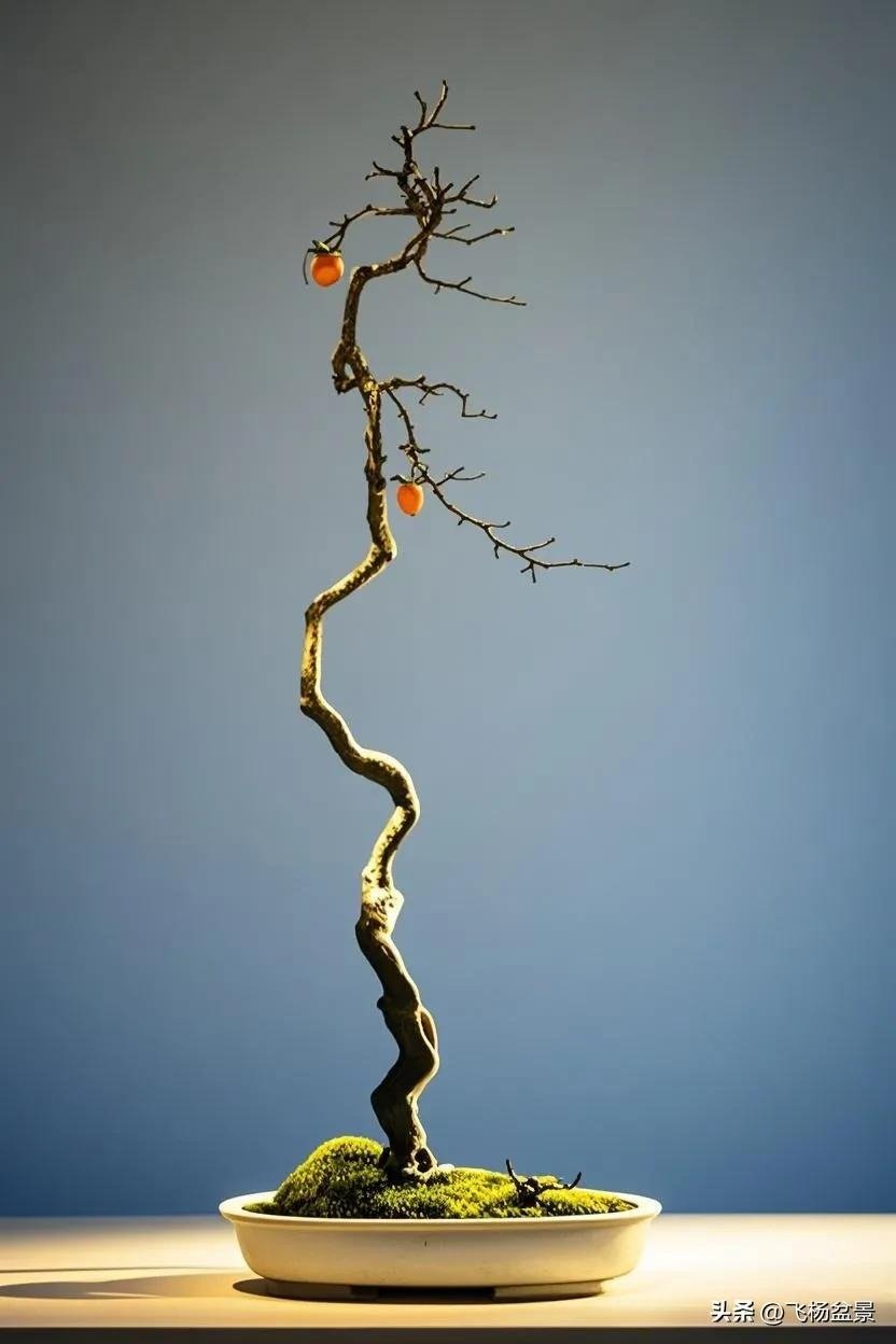 beautiful Xi'an bonsai (7)