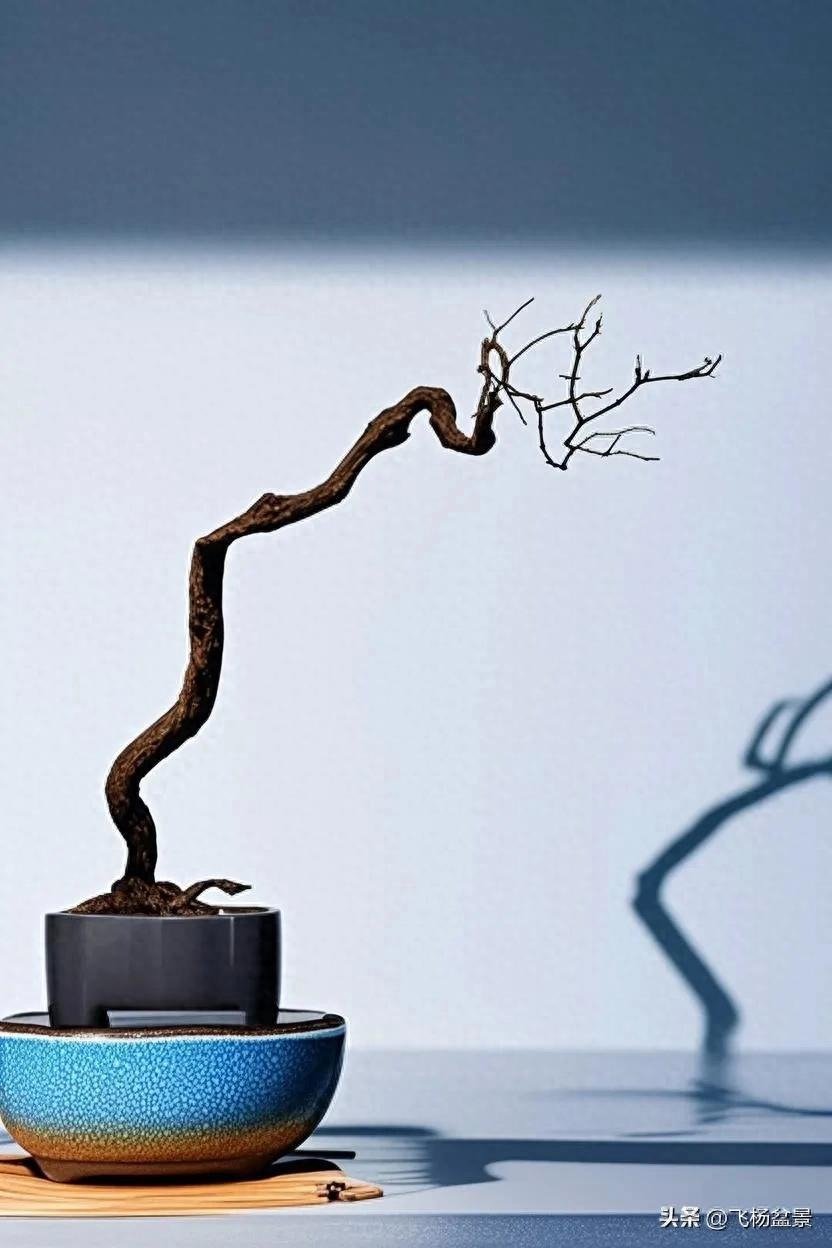 beautiful Xi'an bonsai